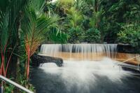 Jungle Waterfall